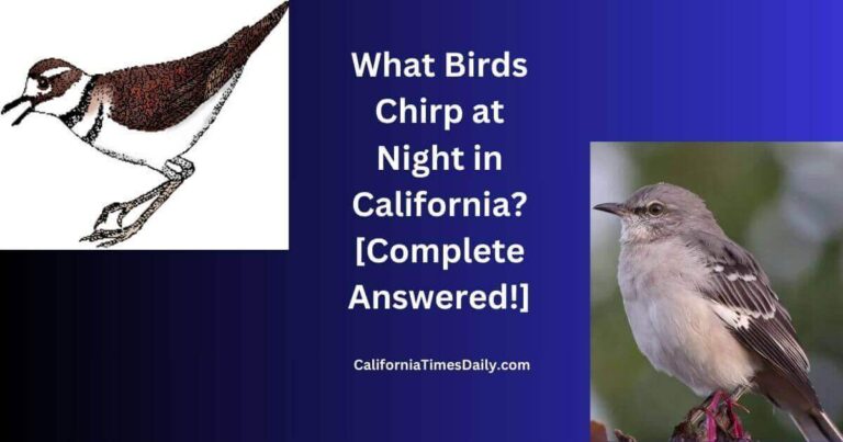 What Birds Chirp at Night in California